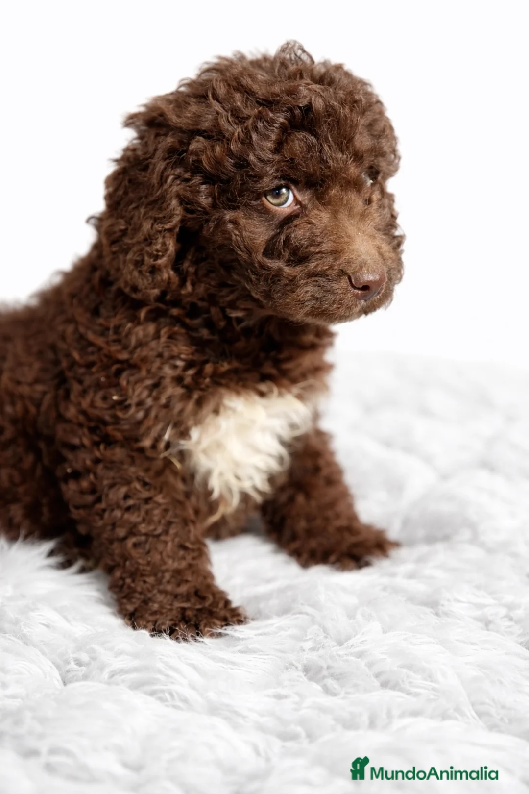 Perro de Agua Español perros en venta: Pdae chocolate  - Anuncio 1