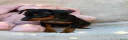 Pinscher Miniatura perros en venta: MINI PINCHER NEGRO FUEGO  - Anuncio 6