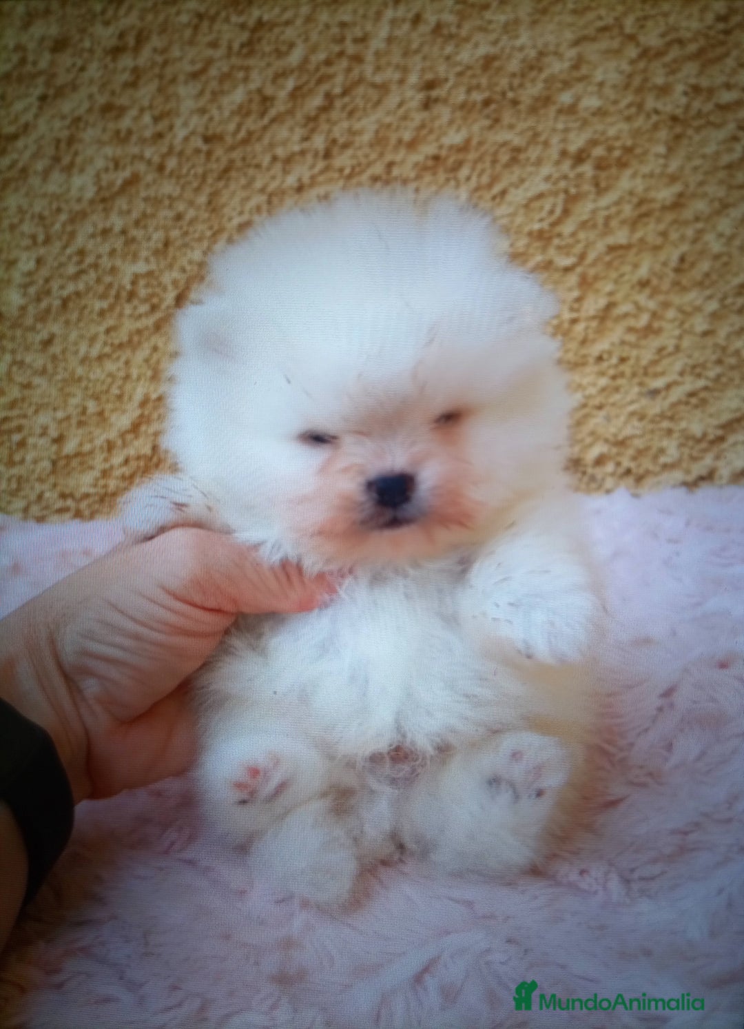 Pomerania perros en venta: Pomerania cara de osito  - Imagen 1
