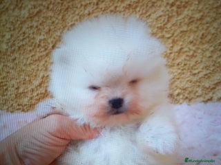 Pomerania perros - Anuncio 18