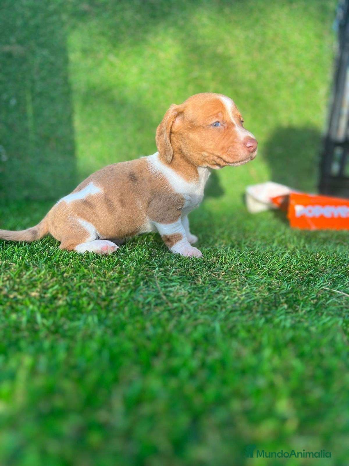 Teckel perros TRCKEL MONERÍAS //// PUPPIES  en Badajoz - Anuncio 2