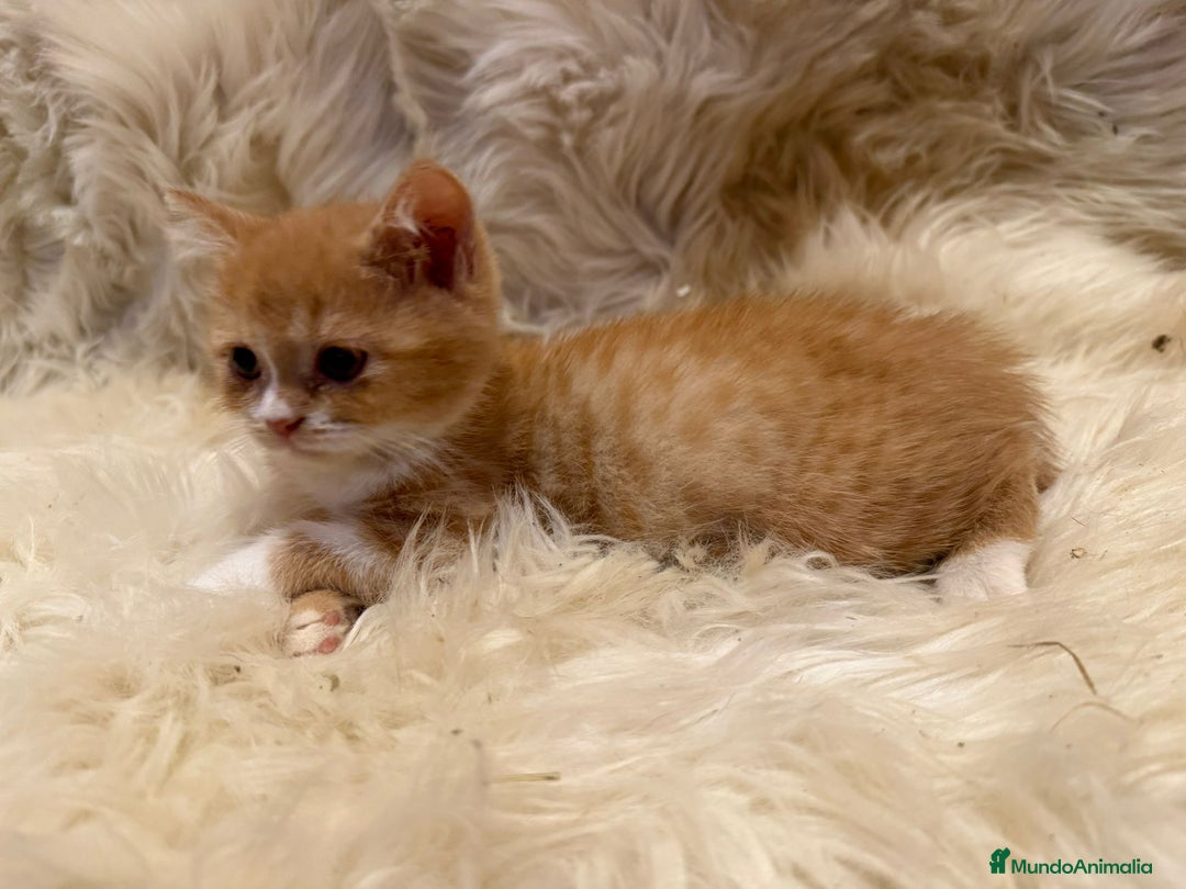 Británico de Pelo Corto gatos en venta: Hembra British Bicolor - Anuncio 12