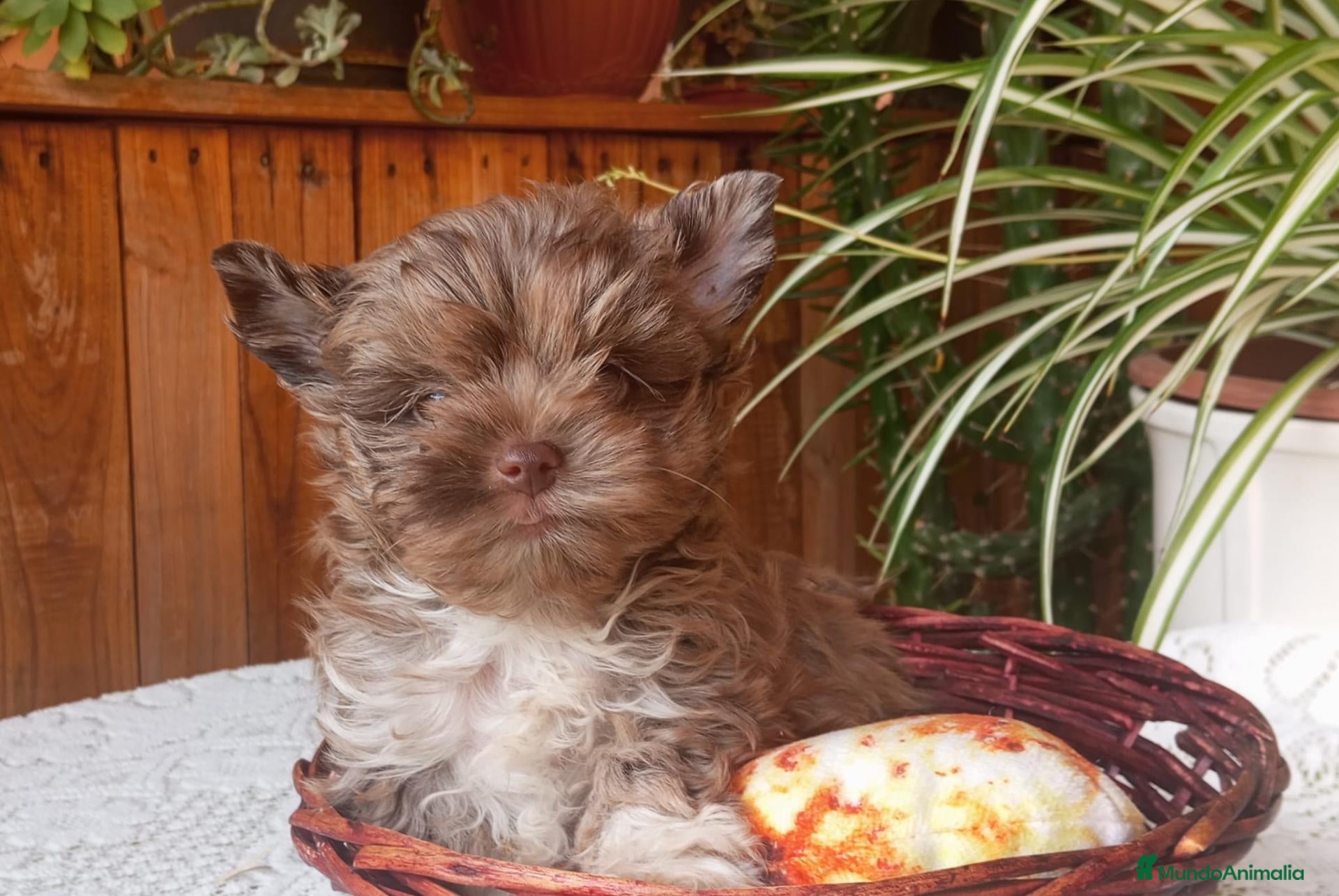 Biewer Yorkshire Terrier a la Pom Pon perros Cachorros Yorkshire chocolate - Anuncio 1