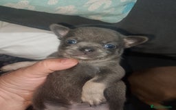 Chihuahua perros en venta: Preciosa camada de chihuahua a 600€ - Imagen 7