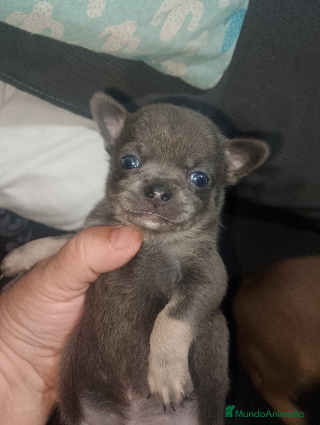 Chihuahua perros en venta: Preciosa camada de chihuahua a 600€ - Imagen 7