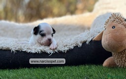 Chihuahua perros en venta: CHIHUAHUA CABEZA MANZANA - Imagen 2