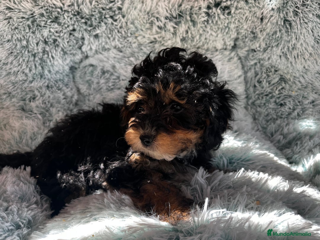 Caniche Toy perros en venta: Caniche toy phantom  - Imagen 4