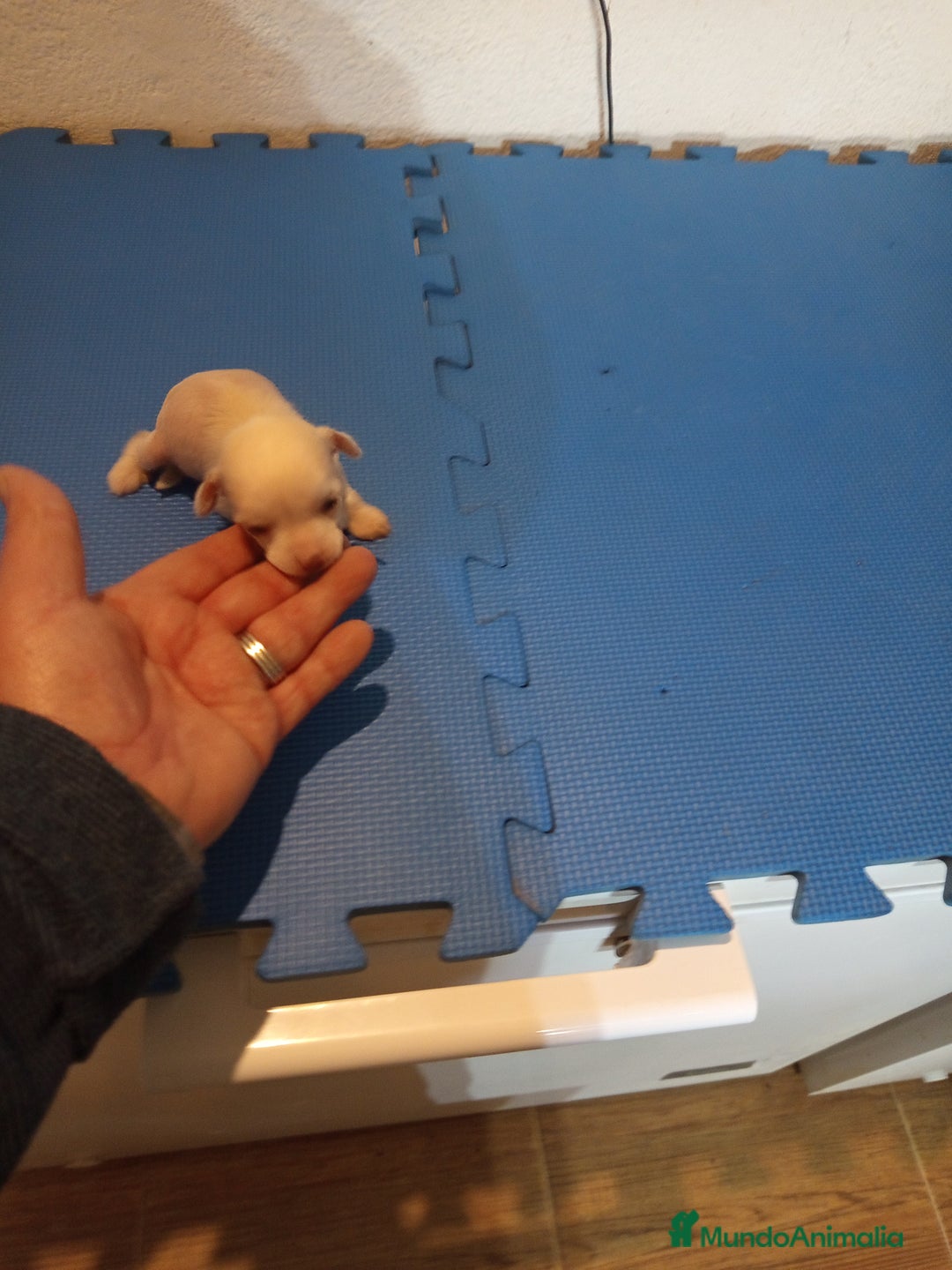 Perro Crestado Chino perros en venta:  Crestado chino mini  hairless y powder puff  - Anuncio 3