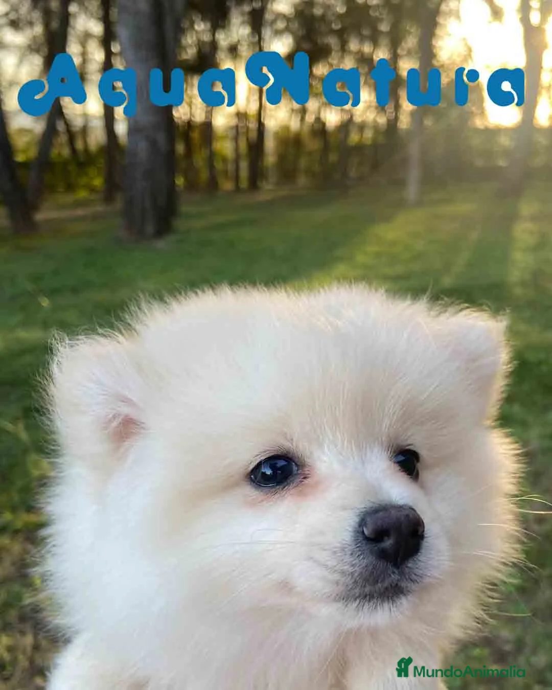 Pomerania perros en venta: Pomerania Hembra 7513 - AQUANATURA en Barcelona - Anuncio 4