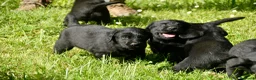 Labrador Retriever perros en venta: Cachorros de Labrador Retriever Negros - Anuncio 38