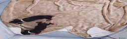 Pinscher Miniatura perros en venta: Pinscher miniatura rojos y negro fuego en Cáceres - Anuncio 3