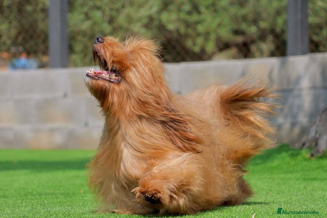 Bichón Habanero perros en venta: Camada de los Reyes Magos - Anuncio 5