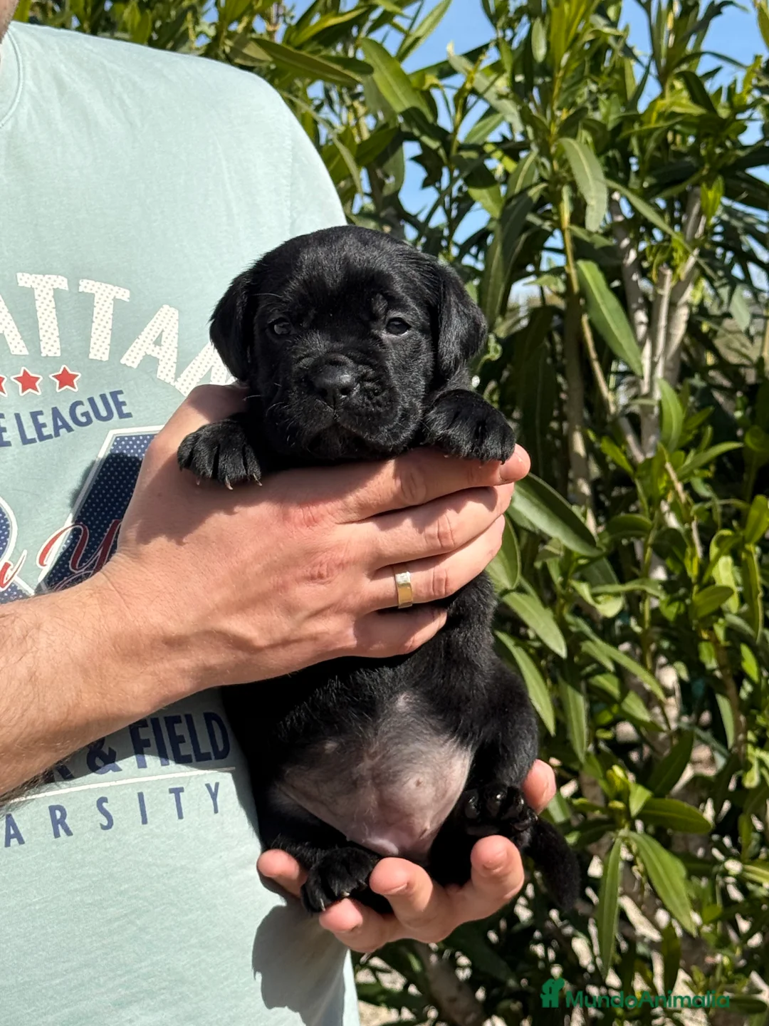 Cane Corso perros en venta: Cachorros de Cane Corso  - Anuncio 2