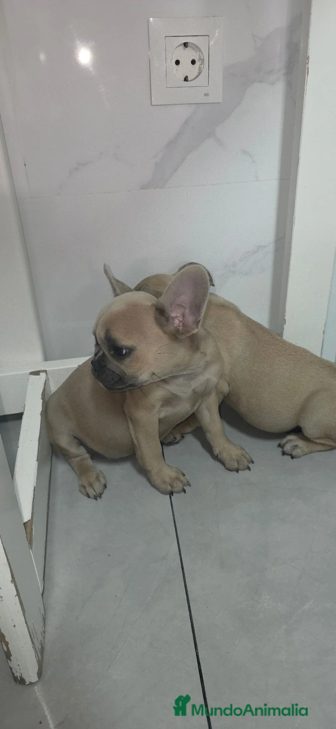 Bulldog Francés perros en venta: Frenchis  bulldog  - Anuncio 5