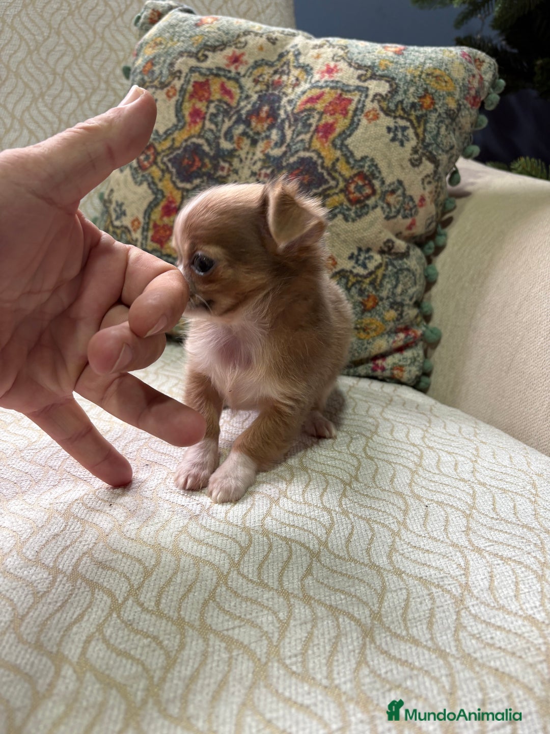 Chihuahua perros en venta: Chihuahua Toy hembra chocolate pelo largo  - Anuncio 6