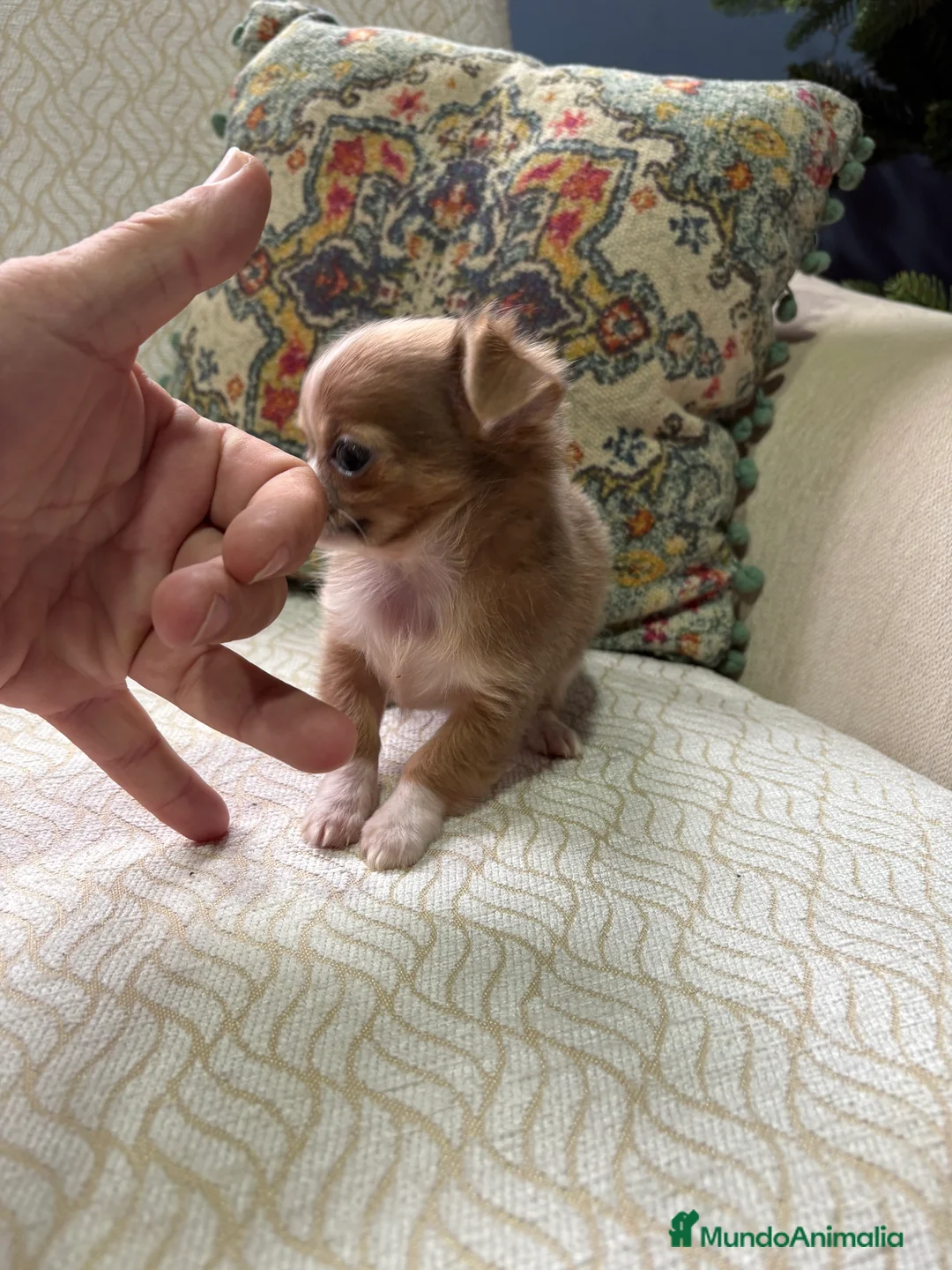 Chihuahua perros en venta: Chihuahua Toy hembra chocolate pelo largo  - Anuncio 6