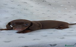 Teckel Miniatura perros en venta: Teckel chocolate kanichen hembra  - Imagen 4