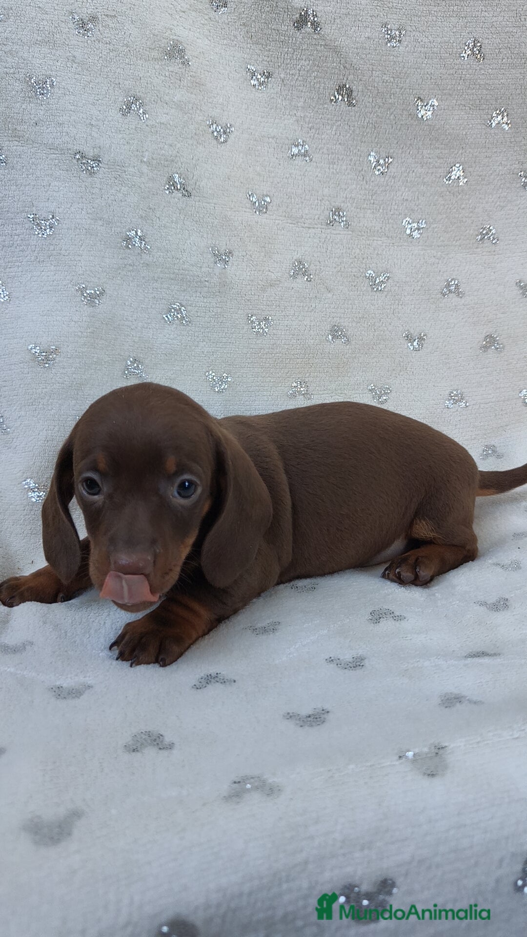 Teckel Miniatura perros en venta: Teckel chocolate kanichen hembra  - Imagen 4