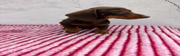 Teckel Miniatura perros en venta: Teckel Miniatura - Anuncio 3