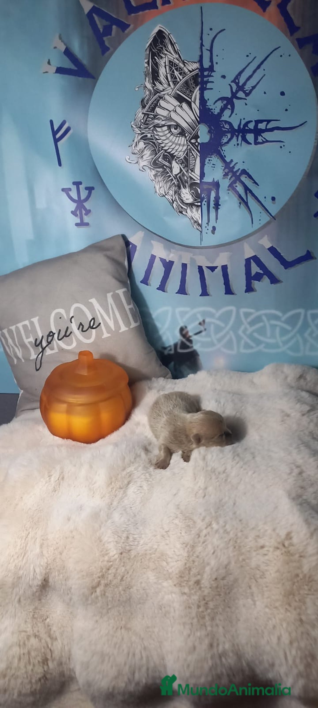 Pomerania perros en venta: Macho lilac de pomerania  - Imagen 3