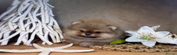 Pomerania perros en venta: Bebés Pomerania auténticos Máxima calidad  - Anuncio 3