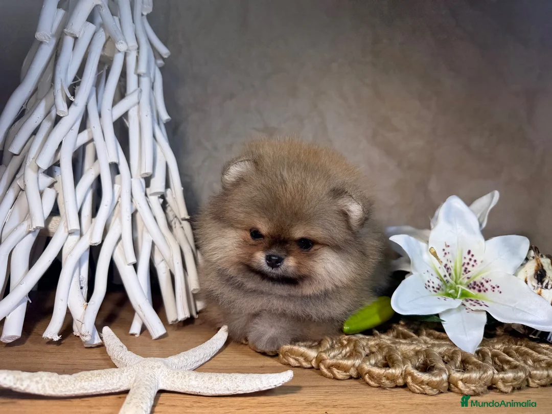 Pomerania perros en venta: Bebés Pomerania auténticos Máxima calidad  - Anuncio 3