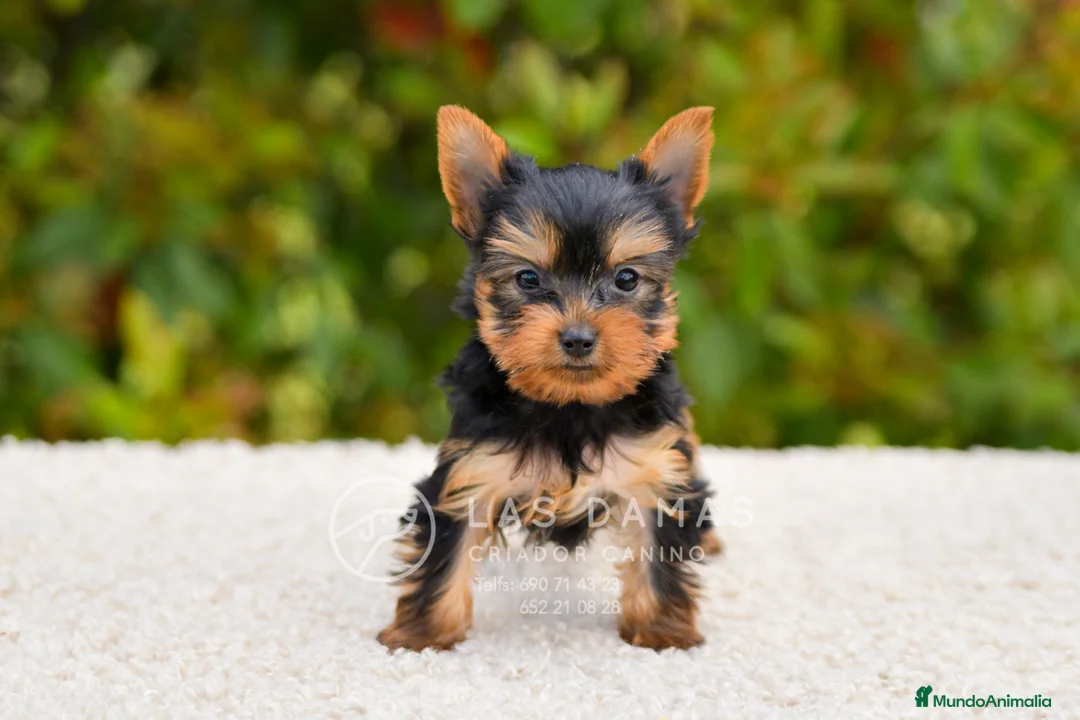 Yorkshire Terrier perros en venta: Yorkshire terrier próxima camada - Anuncio 1