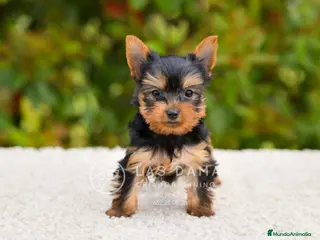 Yorkshire Terrier perros Yorkshire terrier próxima camada - Anuncio 1