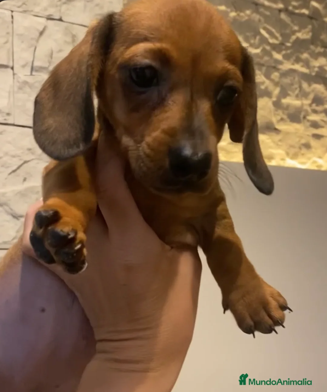 Teckel perros en venta: Teckel miniatura excelente calidad 601144783 en Valencia - Anuncio 9