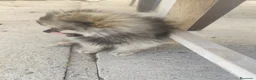Pomerania perros en venta: POMERANIA - Anuncio 5