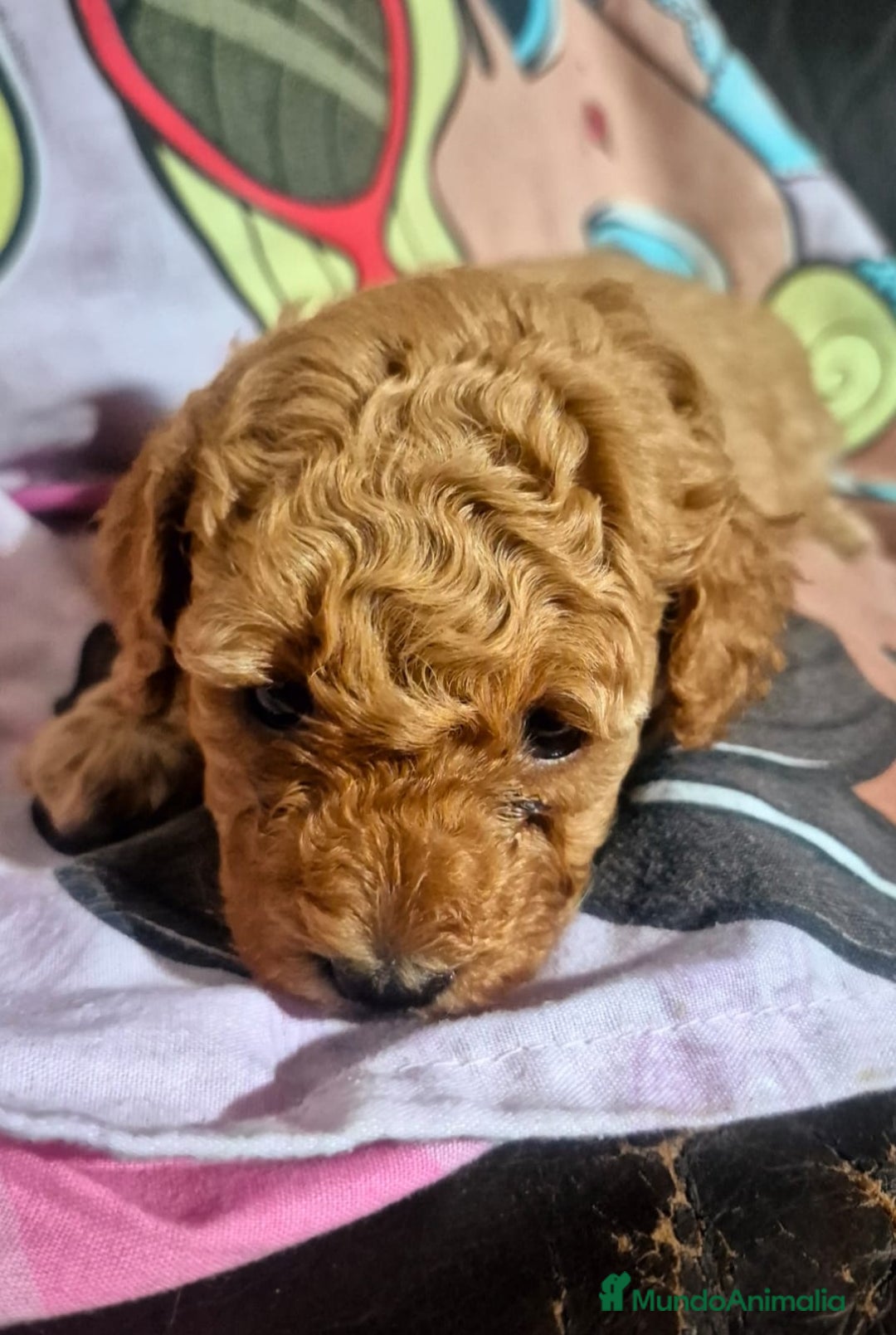 Caniche Toy perros en venta: Espectacular caniche  - Anuncio 2