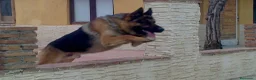 Pastor Alemán perros en venta: Espectaculares cachorros pastor alemán  - Anuncio 3