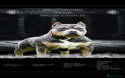 American Bully perros para monta: ABIERTO A MONTAS MACHO DE AMERICAN BULLY POCKET en Cantabria - Imagen 7
