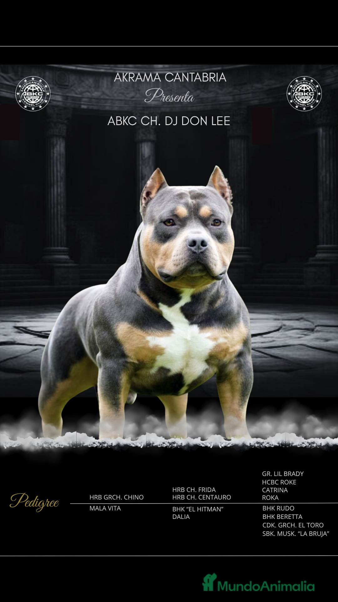 American Bully perros para monta: ABIERTO A MONTAS MACHO DE AMERICAN BULLY POCKET en Cantabria - Imagen 7