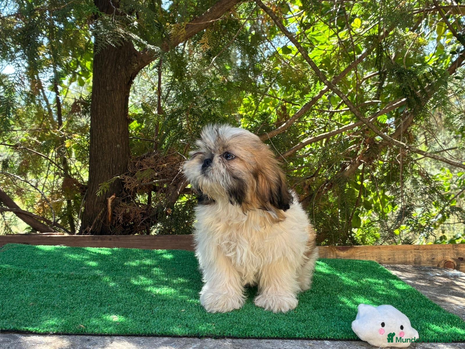 Shih Tzu perros Shihtzu  - Anuncio 1