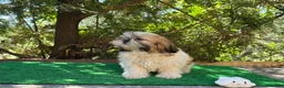Shih Tzu perros en venta: Shihtzu  - Anuncio 1