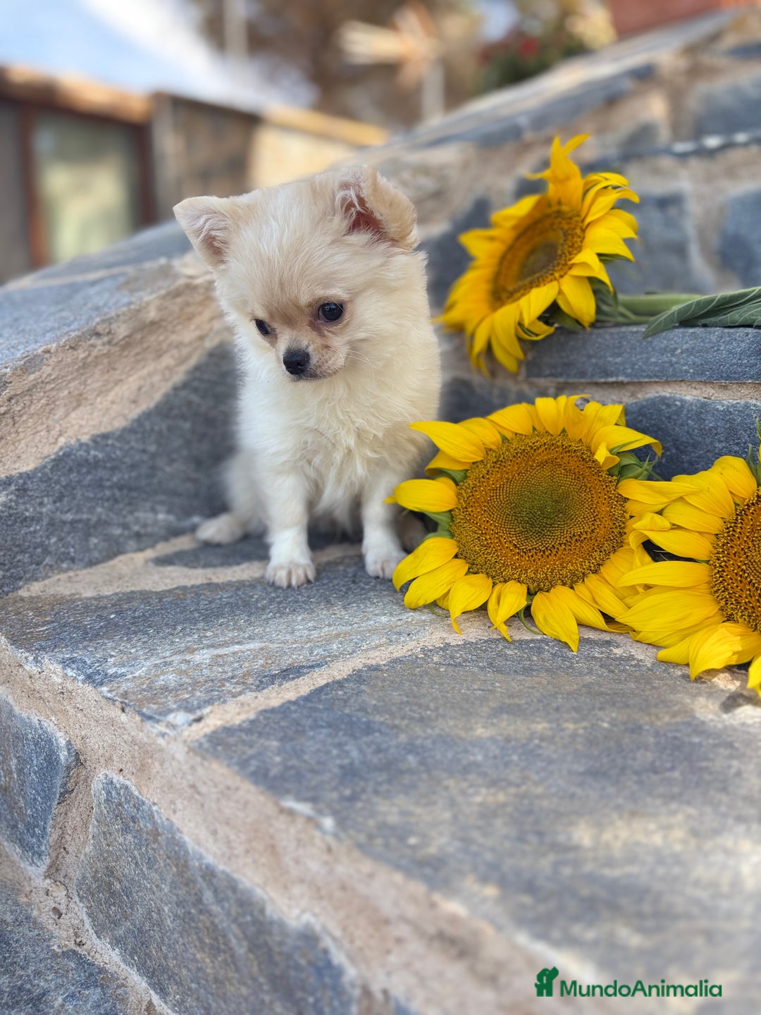 Chihuahua perros en venta: Chihuahua Macho Pelo Largo  - Imagen 5