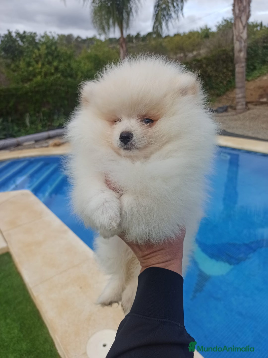 Pomerania perros en venta: Pomerania lulu Toy macho disponible  - Anuncio 1