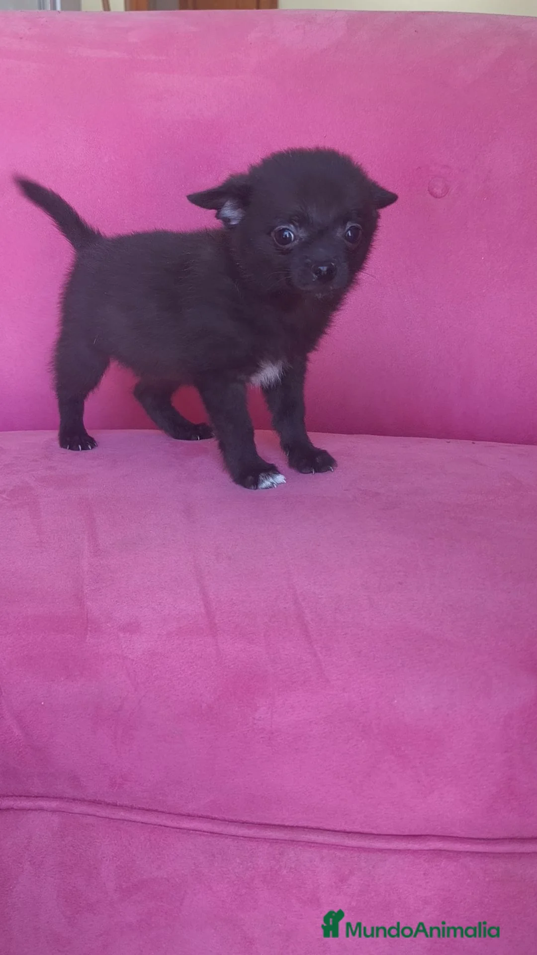 Chihuahua perros en venta: Chihuahua Toy macho negro  - Anuncio 12