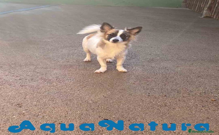 Pomchi perros - Anuncio 1