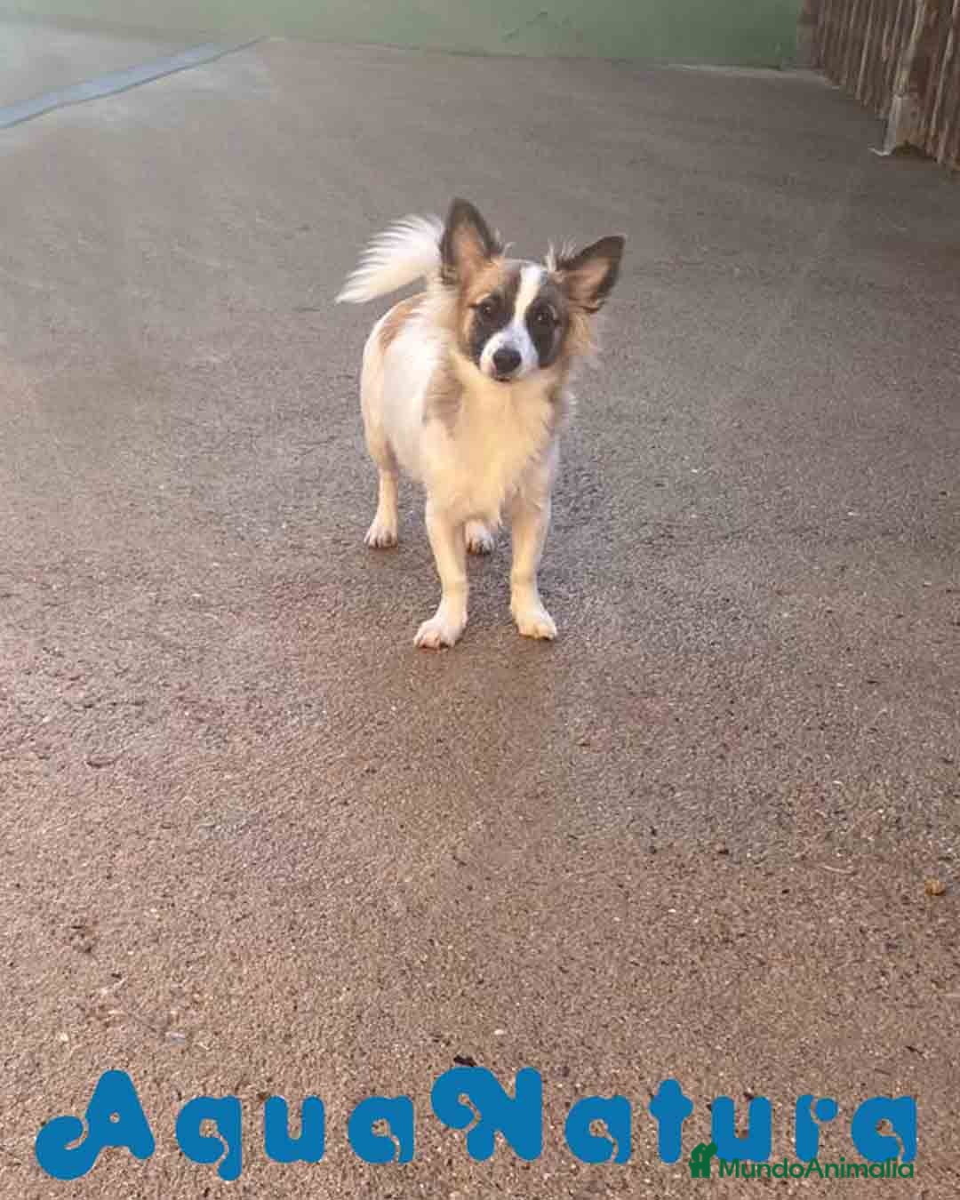 Pomchi perros en venta: Pomchi Macho de Japi y Manchitas 1750 AQUANATURA - Imagen 1