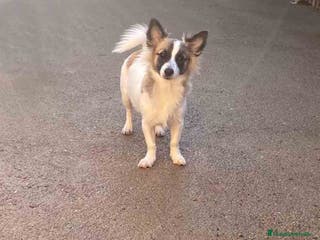 Pomchi perros Pomchi Macho de Japi y Manchitas 1750 AQUANATURA - Anuncio 2