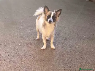 Pomchi perros Pomchi Macho de Japi y Manchitas 1750 AQUANATURA - Anuncio 2