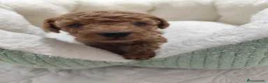 Caniche Toy Cachorro 1