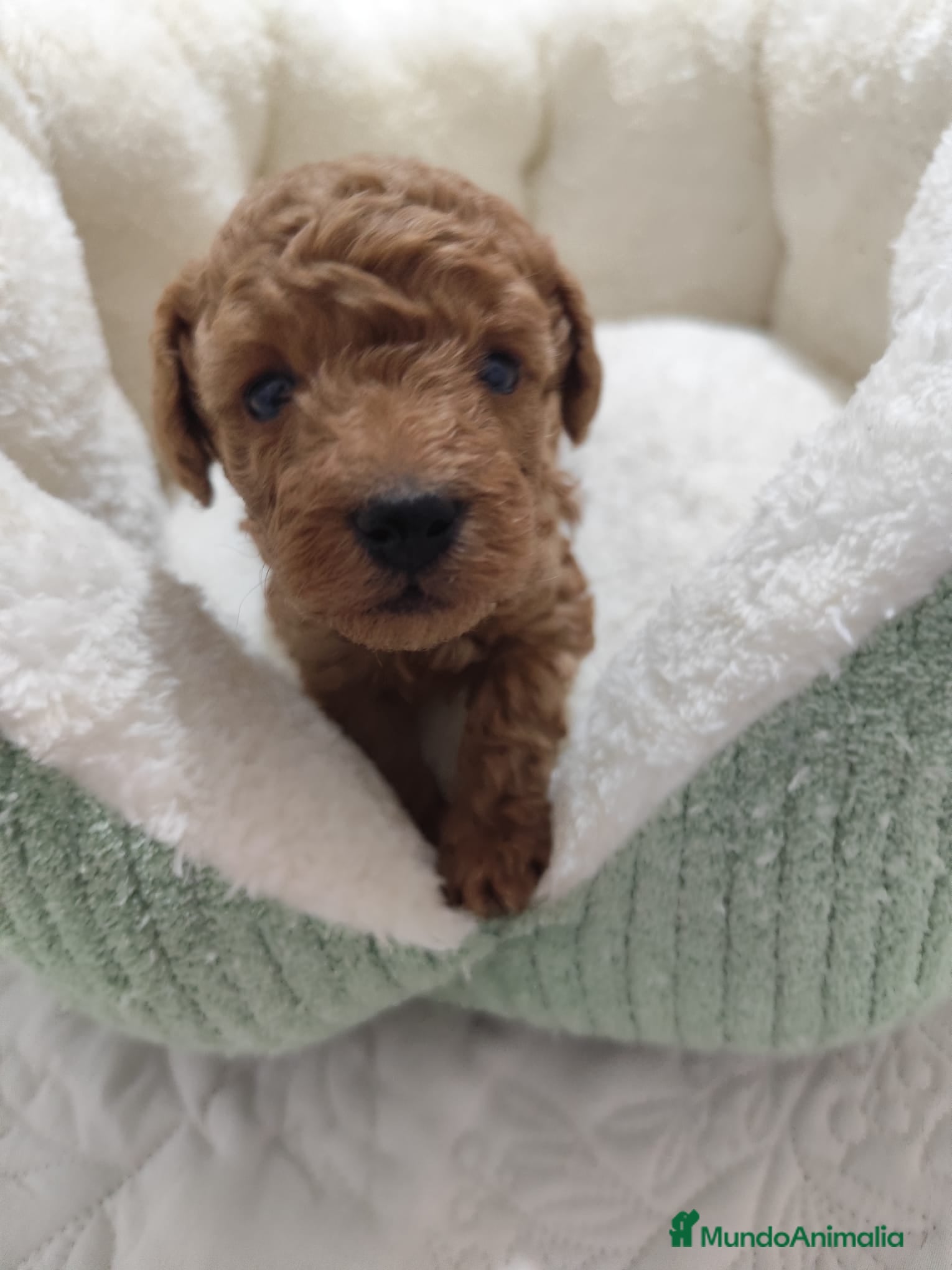 Caniche Toy perros en venta: Caniche Toy - Anuncio 6