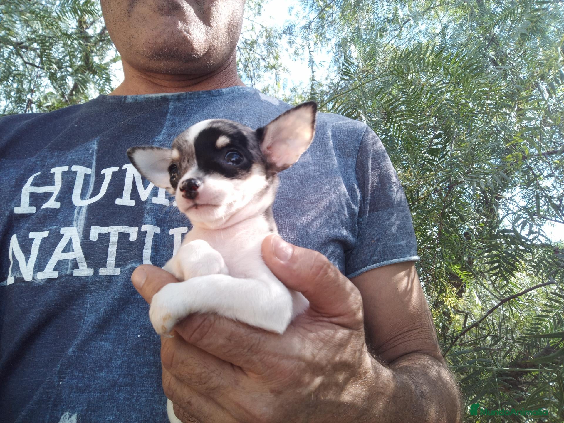 Chihuahua perros en venta: Camada Luna Chihuahua  - Anuncio 2