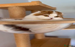 Scottish Fold gatos en venta: Se regala gata Scottish Fold  - Imagen 2