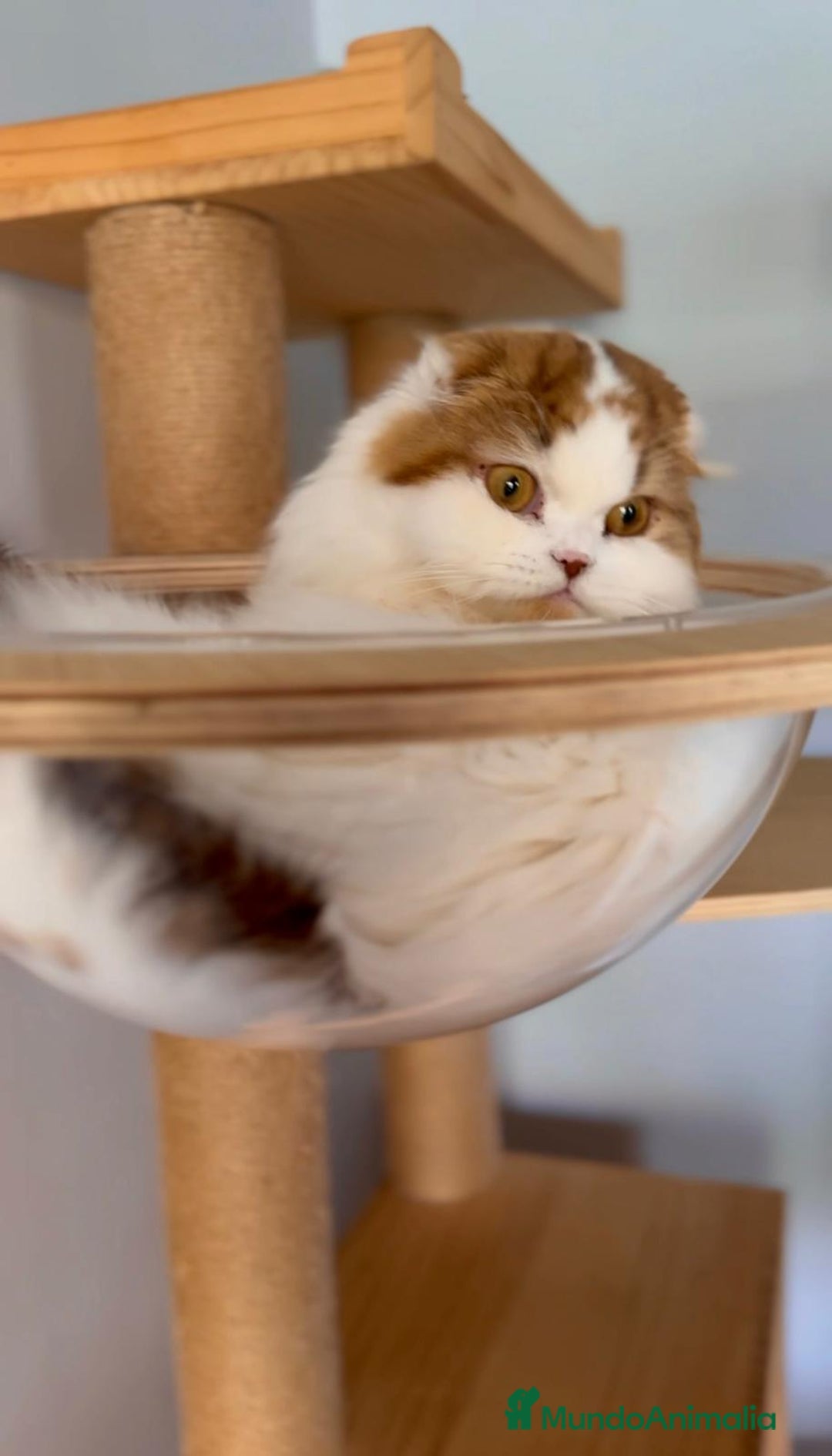 Scottish Fold gatos en venta: Se regala gata Scottish Fold  - Imagen 2