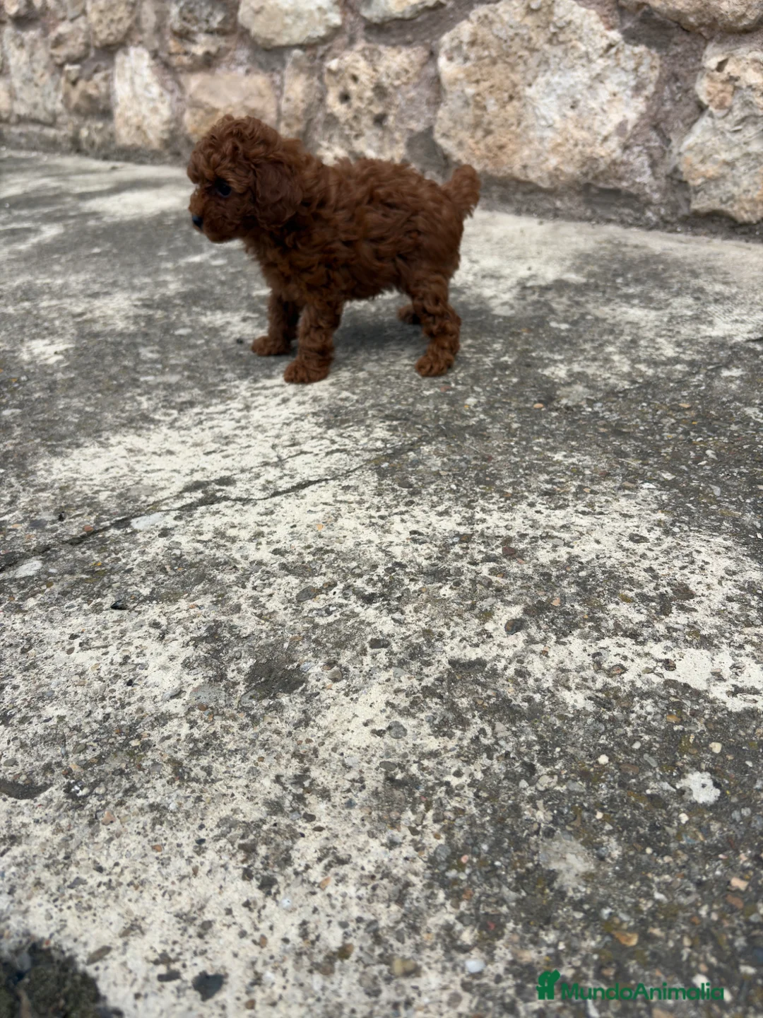 Caniche Toy perros en venta: Caniche Toy rojo  - Anuncio 5