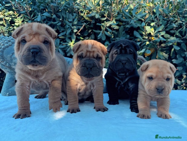 Shar Pei perros en Málaga - Anuncio 18